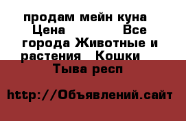 продам мейн куна › Цена ­ 15 000 - Все города Животные и растения » Кошки   . Тыва респ.